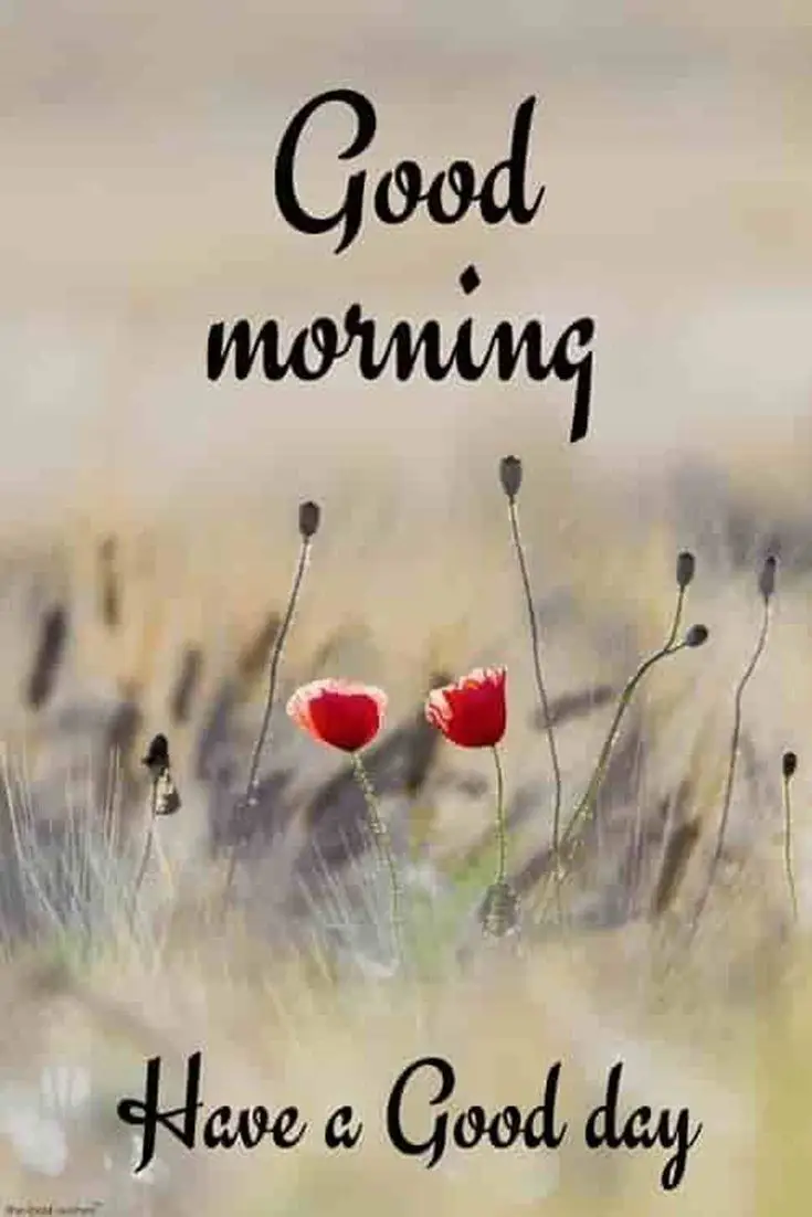Wednesday-good-morning-images Wednesday-good-morning-images