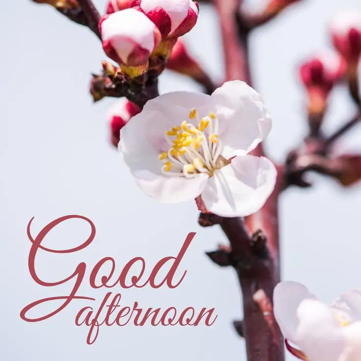 good-afternoon-images-beautiful good-afternoon-images-beautiful