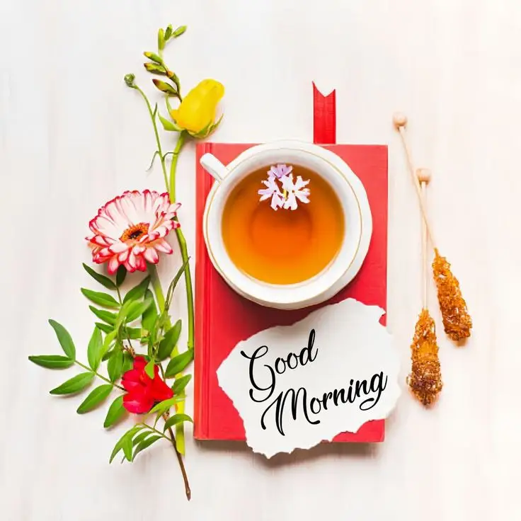 good-morning-images-cats good-morning-images-cats