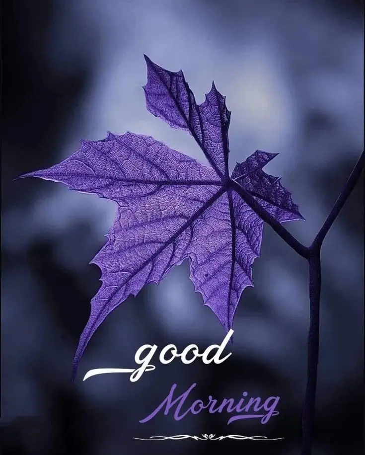 good-morning-images-cute-gif good-morning-images-cute-gif